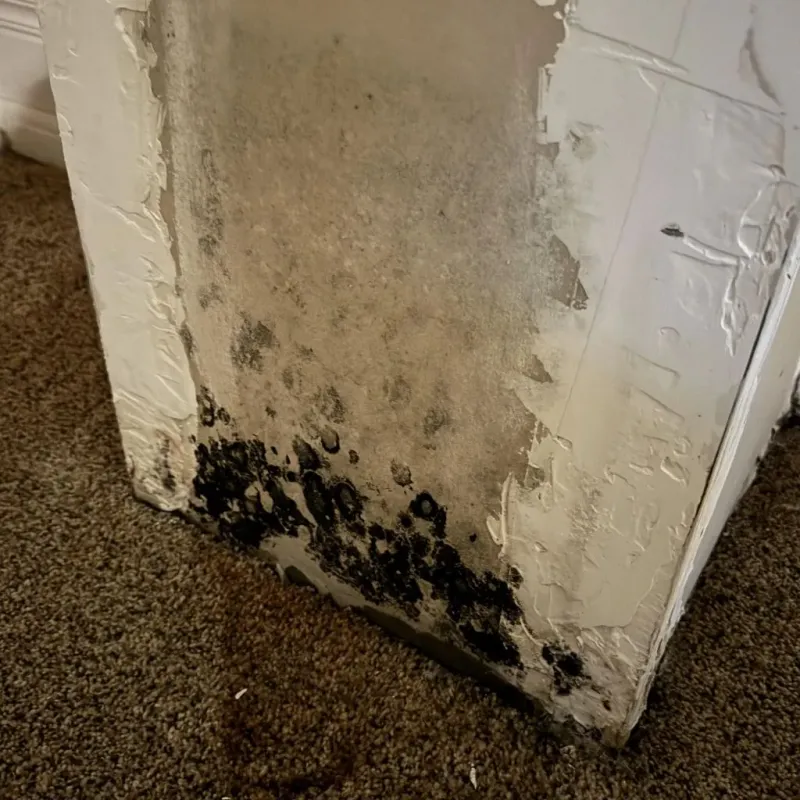 Professional Mold Removal in La Grulla, TX